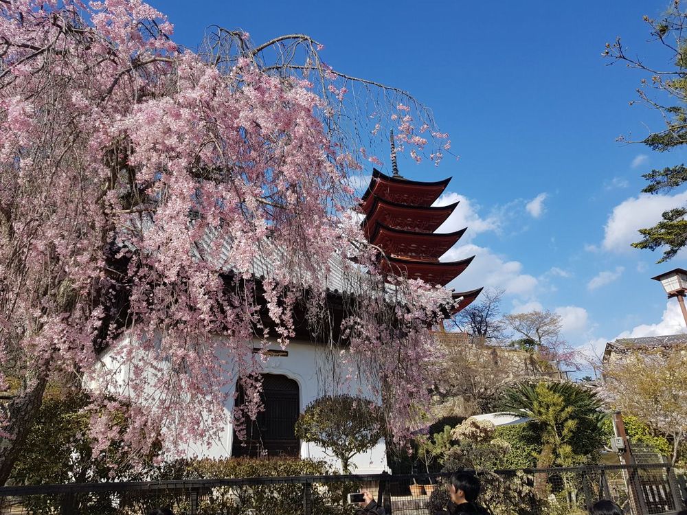 Miyajima sakura